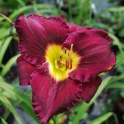 Hemerocallis hybrid 'Bela Lugosi'