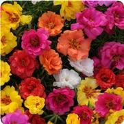 Portulaca Portulaca
