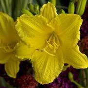 Hemerocallis hybrid 'Happy Returns'