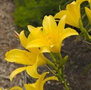 Hemerocallis hybrid 'Hyperion' Hemerocallis hybrid 'Hyperion'