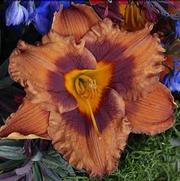 Hemerocallis hybrid 'Mighty Chestnut'