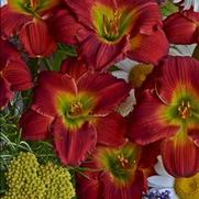 Hemerocallis hybrid 'Red Hot Returns'