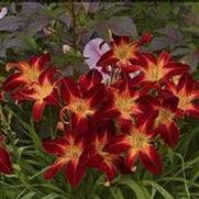 Hemerocallis hybrid 'Rainbow Rhythm Ruby Spider'