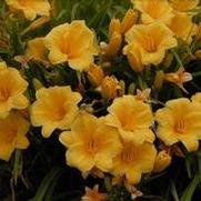 Hemerocallis hybrid 'Stella d'oro'