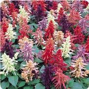 Salvia Salvia
