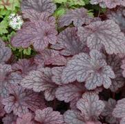 Heuchera hybrid 'Plum Pudding' Heuchera hybrid 'Plum Pudding'