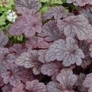 Heuchera hybrid 'Plum Pudding'