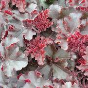 Heuchera micrantha 'Melting Fire' Heuchera micrantha 'Melting Fire'