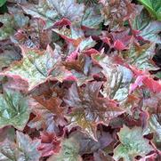 Heuchera micrantha 'Palace Purple Select' Heuchera micrantha 'Palace Purple Select'