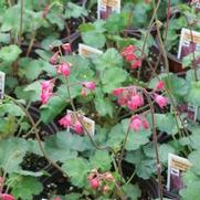 Heuchera sanguinea 'Bressingham Mix' Heuchera sanguinea 'Bressingham Mix'