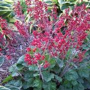 Heuchera x. hybrid 'Ruby Bells' Heuchera x. hybrid 'Ruby Bells'