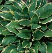 Hosta fortunei 'Aureo-Marginata'