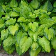 Hosta hybrid 'Guacamole'