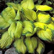 Hosta hybrid 'Stained Glass'