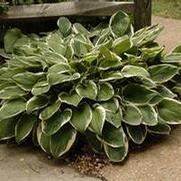 Hosta x. fortunei 'Francee'