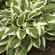 Hosta x. fortunei 'Patriot'