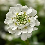 Iberis sempervirens 'Whistler White'