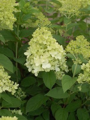 Panicle Hydrangea Panicle Hydrangea