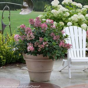 Panicle Hydrangea Panicle Hydrangea