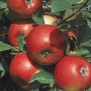 Semi-Dwarf Apple Semi-Dwarf Apple