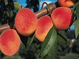 Peach Peach