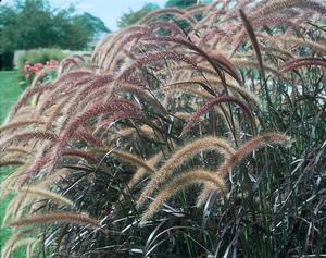 Purple Fountain Grass Purple Fountain Grass