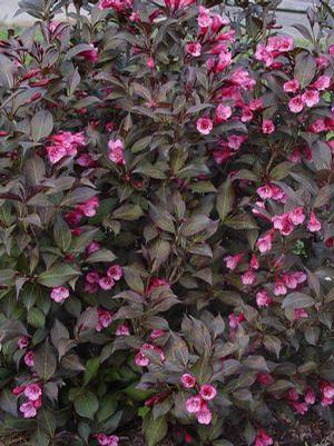 Weigela florida 'Wine & Roses' Weigela from Moose Crossing Garden Center