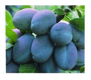 Prunus domestica 'Stanley' European Plum from Moose Crossing Garden Center
