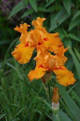 Iris germanica 'Firebreather' German Iris from Moose Crossing Garden Center