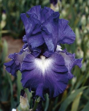Iris germanica 'Speeding Again' German Iris from Moose Crossing Garden Center