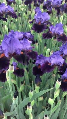 Iris germanica 'Violet Turner' German Iris from Moose Crossing Garden Center