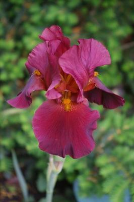 Iris germanica 'War Chief' German Iris from Moose Crossing Garden Center