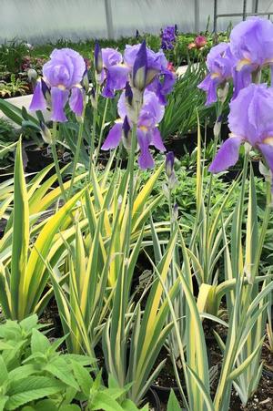 Iris pallida 'Aureovariegata' Sweet Iris from Moose Crossing Garden Center