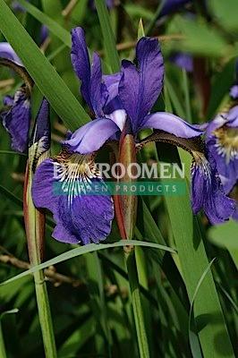 Iris siberica 'Blue King' Siberian Iris from Moose Crossing Garden Center