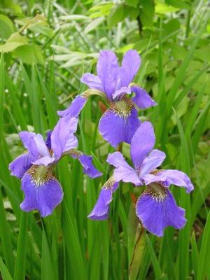 Iris siberica 'Caesar's Brother' Siberian Iris from Moose Crossing Garden Center