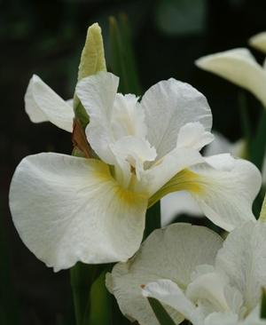 Iris siberica 'Snow Queen' Siberian Iris from Moose Crossing Garden Center