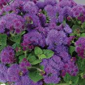 Ageratum hybrid 'Artist Blue' Ageratum from Moose Crossing Garden Center