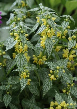 Lamium galeobdolon 'Herman's Pride' Archangel from Moose Crossing Garden Center