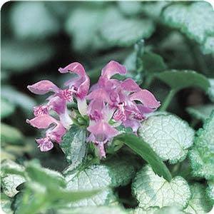 Lamium maculatum 'Red Nancy' Deadnettle from Moose Crossing Garden Center