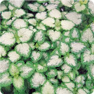 Lamium maculatum 'White Nancy' Deadnettle from Moose Crossing Garden Center