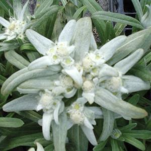 Leontopodium alpinum Edelweiss from Moose Crossing Garden Center