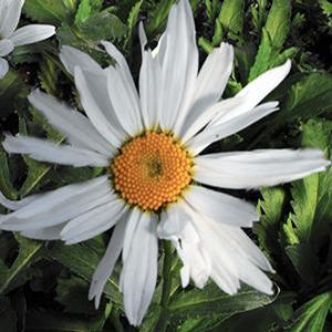 Leucanthemum superbum 'Alaska' Shasta Daisy from Moose Crossing Garden Center