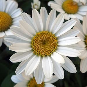 Leucanthemum superbum 'Snowcap' Shasta Daisy from Moose Crossing Garden Center