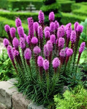 Liatris spicata 'Floristan Violet' Gayfeather from Moose Crossing Garden Center