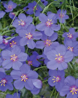 Anagallis hybrid 'Wildcat Blue' Anagallis from Moose Crossing Garden Center