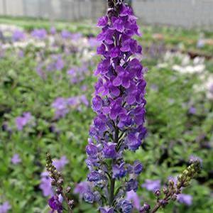 Linaria purpurea Toad Flax from Moose Crossing Garden Center