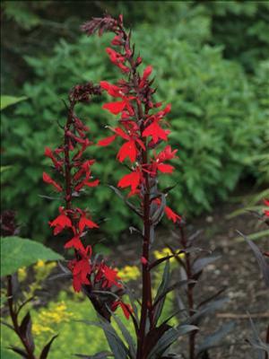 Lobelia fulgens 'Queen Victoria' Cardinal Flower from Moose Crossing Garden Center