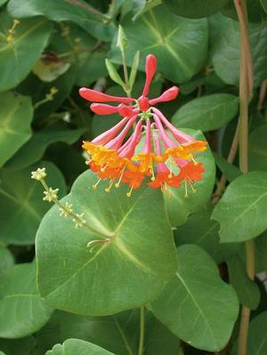 Lonicera x brownii 'Dropmore Scarlet' Honeysuckle from Moose Crossing Garden Center