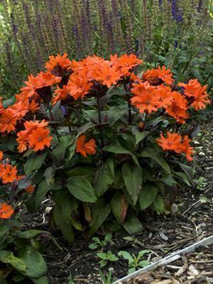 Lychnis arkwrightii 'Orange Gnome' Maltese Cross from Moose Crossing Garden Center