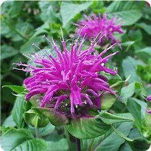 Monarda didyma 'Blue Stocking' Bee Balm from Moose Crossing Garden Center